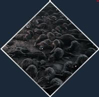 【瘟疫传说无罪学习版百度云】瘟疫传说无罪学习版下载 v1.07 中文免安装未加密版-开心电玩