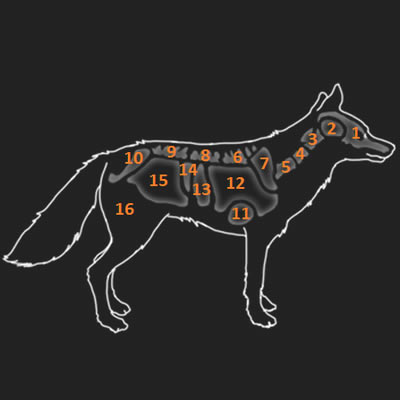 獵人野性的呼喚攻略